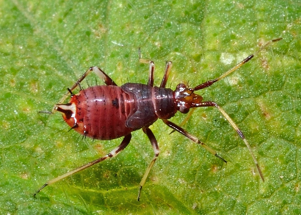 Deraeocoris ruber